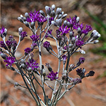 Hilliardiella oligocephala